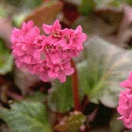 Bergenia 'Abendglut' geen maat specificatie 0,55L/P9cm