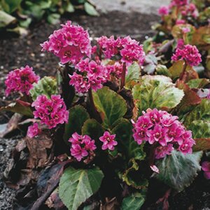Bergenia 'Abendglut' geen maat specificatie 0,55L/P9cm - afbeelding 2