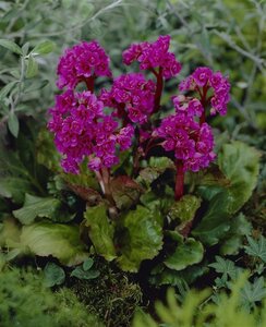 Bergenia 'Abendglut' geen maat specificatie 0,55L/P9cm - afbeelding 3