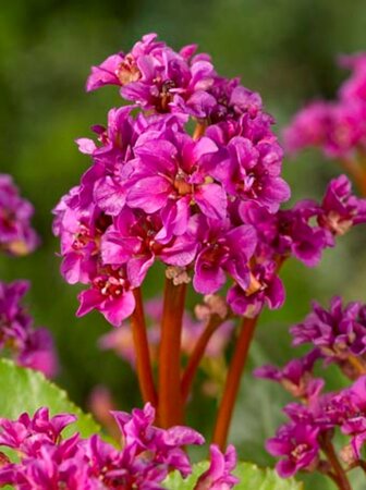 Bergenia 'Abendglut' geen maat specificatie 0,55L/P9cm - afbeelding 4