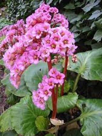 Bergenia purpurascens geen maat specificatie 0,55L/P9cm