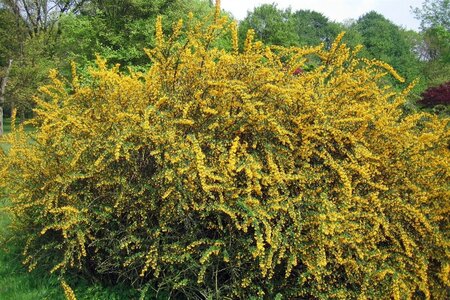 Berberis stenophylla 60-80 cm container - afbeelding 2