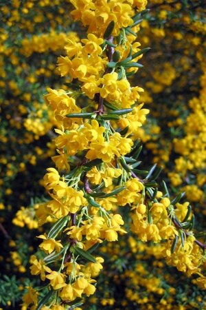 Berberis stenophylla 80-100 cm container - afbeelding 1