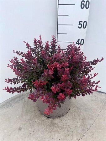 Berberis thunb. 'Atropurpurea Nana' 40-50 cm cont. 10L - afbeelding 3