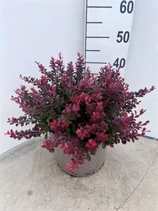 Berberis thunb. 'Atropurpurea Nana' 40-50 cm cont. 10L - afbeelding 3