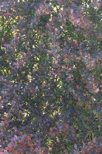 Berberis thunb. 'Atropurpurea Nana' 40-50 cm cont. 10L