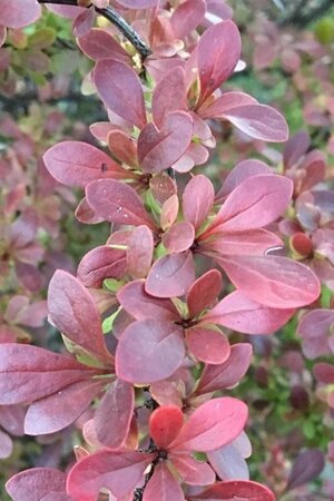 Berberis thunb. 'Atropurpurea Nana' 40-50 cm cont. 10L - afbeelding 2