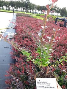 Berberis thunb. 'Atropurpurea Nana' geen maat specificatie 0,55L/P9cm - afbeelding 3