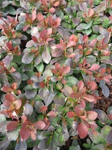 Berberis thunb. 'Atropurpurea Nana' geen maat specificatie 0,55L/P9cm - afbeelding 4