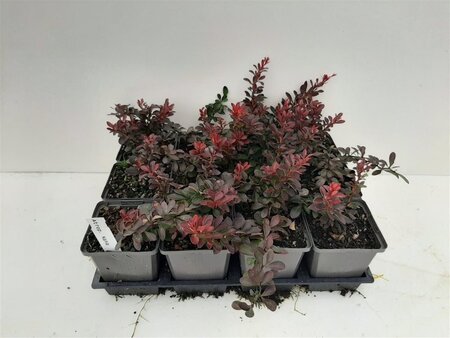 Berberis thunb. 'Atropurpurea Nana' geen maat specificatie 0,55L/P9cm - afbeelding 1
