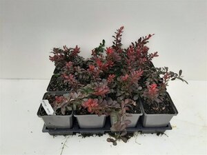 Berberis thunb. 'Atropurpurea Nana' geen maat specificatie 0,55L/P9cm