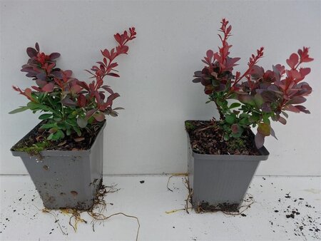 Berberis thunb. 'Atropurpurea Nana' geen maat specificatie 0,55L/P9cm - afbeelding 2