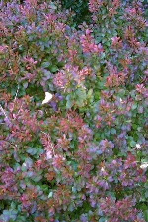 Berberis thunb. 'Bagatelle' 10-12 cm container - afbeelding 1