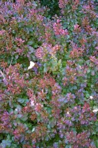 Berberis thunb. 'Bagatelle' 10-12 cm container