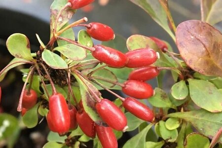 Berberis thunb. 'Bagatelle' 10-12 cm container - afbeelding 2