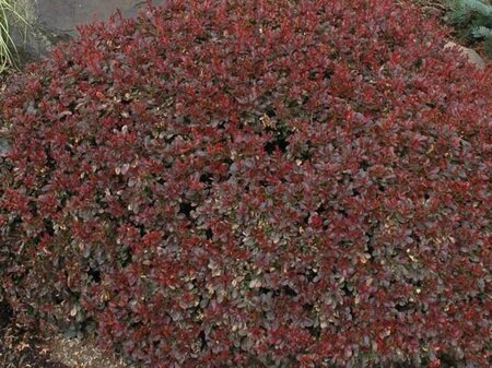 Berberis thunb. 'Bagatelle' 10-12 cm container - afbeelding 3