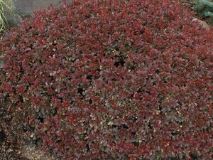 Berberis thunb. 'Bagatelle' 10-12 cm container - afbeelding 3