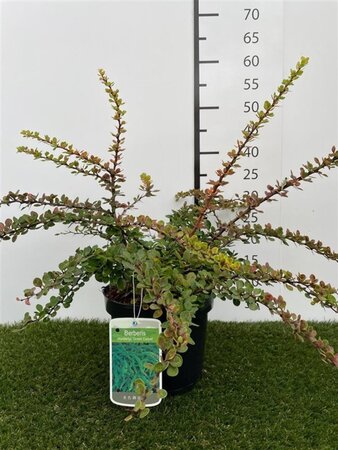 Berberis thunb. 'Green Carpet' 25-30 cm cont. 3,0L