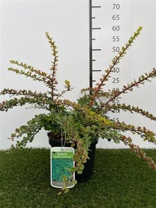 Berberis thunb. 'Green Carpet' 25-30 cm cont. 3,0L