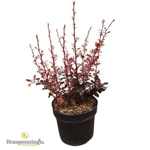 Berberis thunb. 'Harlequin' 25-30 cm cont. 3,0L