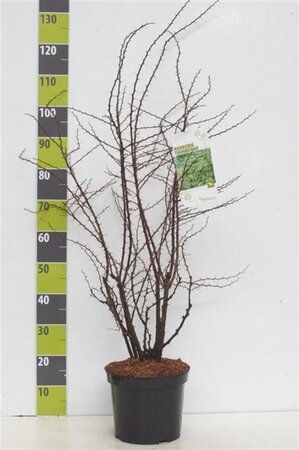 Berberis thunbergii 40-60 cm cont. 7,5L - afbeelding 2