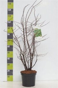 Berberis thunbergii 40-60 cm cont. 7,5L - afbeelding 2