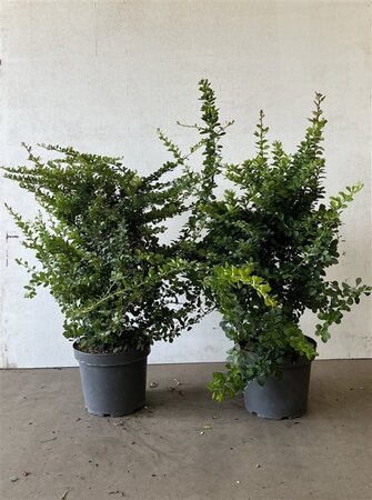 Berberis thunbergii 40-60 cm cont. 7,5L