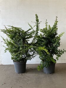 Berberis thunbergii 40-60 cm cont. 7,5L