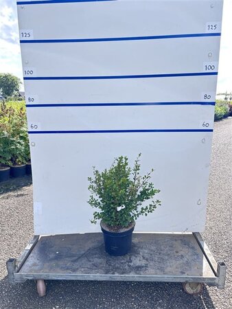 Berberis thunbergii 40-60 cm cont. 7,5L - image 2