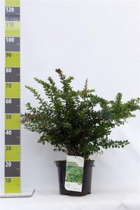 Berberis thunbergii 40-60 cm cont. 7,5L - image 3