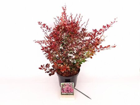 Berberis thunb. 'Rose Glow' 30-40 cm cont. 3,0L - afbeelding 6
