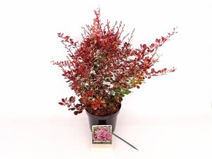 Berberis thunb. 'Rose Glow' 30-40 cm cont. 3,0L - afbeelding 6