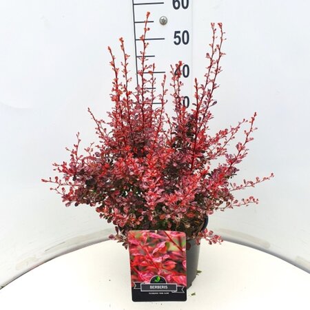 Berberis thunb. 'Rose Glow' 50-60 cm cont. 10L - afbeelding 7