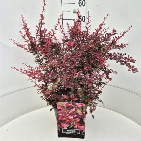 Berberis thunb. 'Rose Glow' 50-60 cm cont. 10L - afbeelding 8