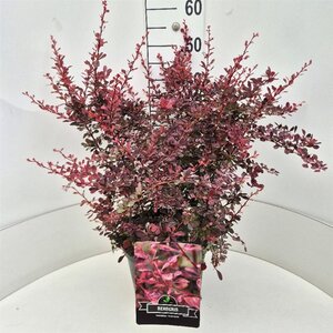 Berberis thunb. 'Rose Glow' 50-60 cm cont. 10L - afbeelding 8