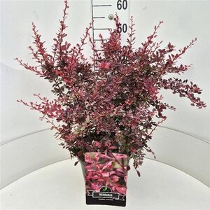 Berberis thunb. 'Rose Glow' 50-60 cm cont. 10L - afbeelding 6