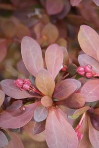 Berberis thunb. 'Rose Glow' 50-60 cm cont. 3,0L