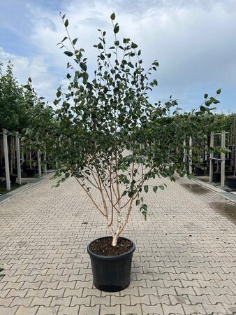 Betula utilis 'Doorenbos' 250-300 cm container meerstammig - afbeelding 1