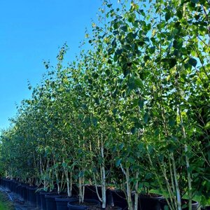 Betula utilis 'Doorenbos' 250-300 cm container meerstammig - afbeelding 2