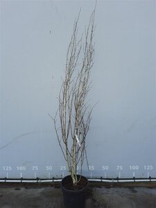 Betula utilis 'Doorenbos' 250-300 cm container multi-stem - image 3