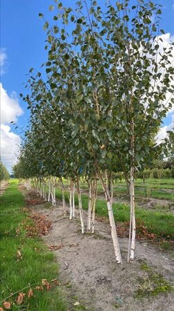 Betula utilis 'Doorenbos' 250-300 cm draadkluit - afbeelding 3