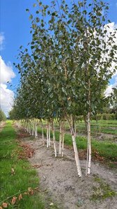 Betula utilis 'Doorenbos' 250-300 cm draadkluit - afbeelding 3