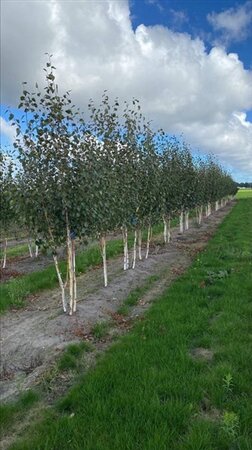Betula utilis 'Doorenbos' 250-300 cm draadkluit - afbeelding 4
