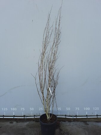 Betula utilis 'Doorenbos' 250-300 cm draadkluit meerstammig