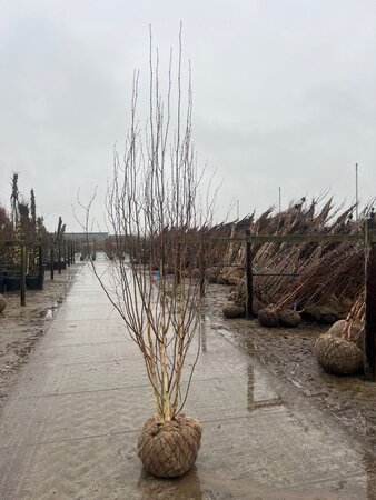 Betula utilis 'Doorenbos' 250-300 cm WRB multi-stem - image 2