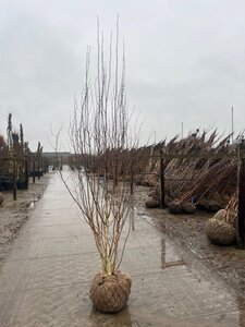 Betula utilis 'Doorenbos' 250-300 cm WRB multi-stem - image 2