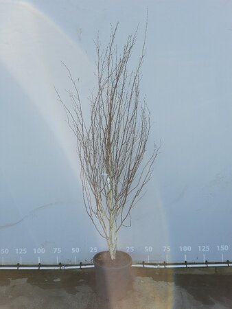 Betula utilis 'Doorenbos' 300-350 cm WRB multi-stem