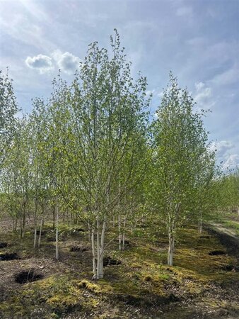 Betula utilis 'Doorenbos' 500-550 cm WRB multi-stem
