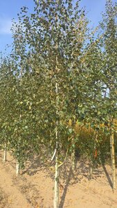 Betula utilis jacquemontii (= Doorenbos) 10-12 cm met kluit geveerd - afbeelding 5