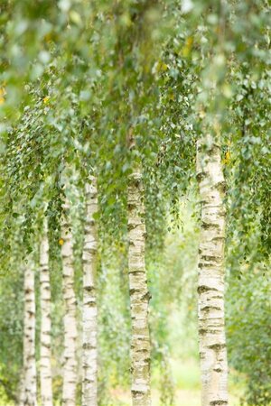 Betula utilis jacquemontii (= Doorenbos) 14-16 Hoogstam cont. 110L - afbeelding 4